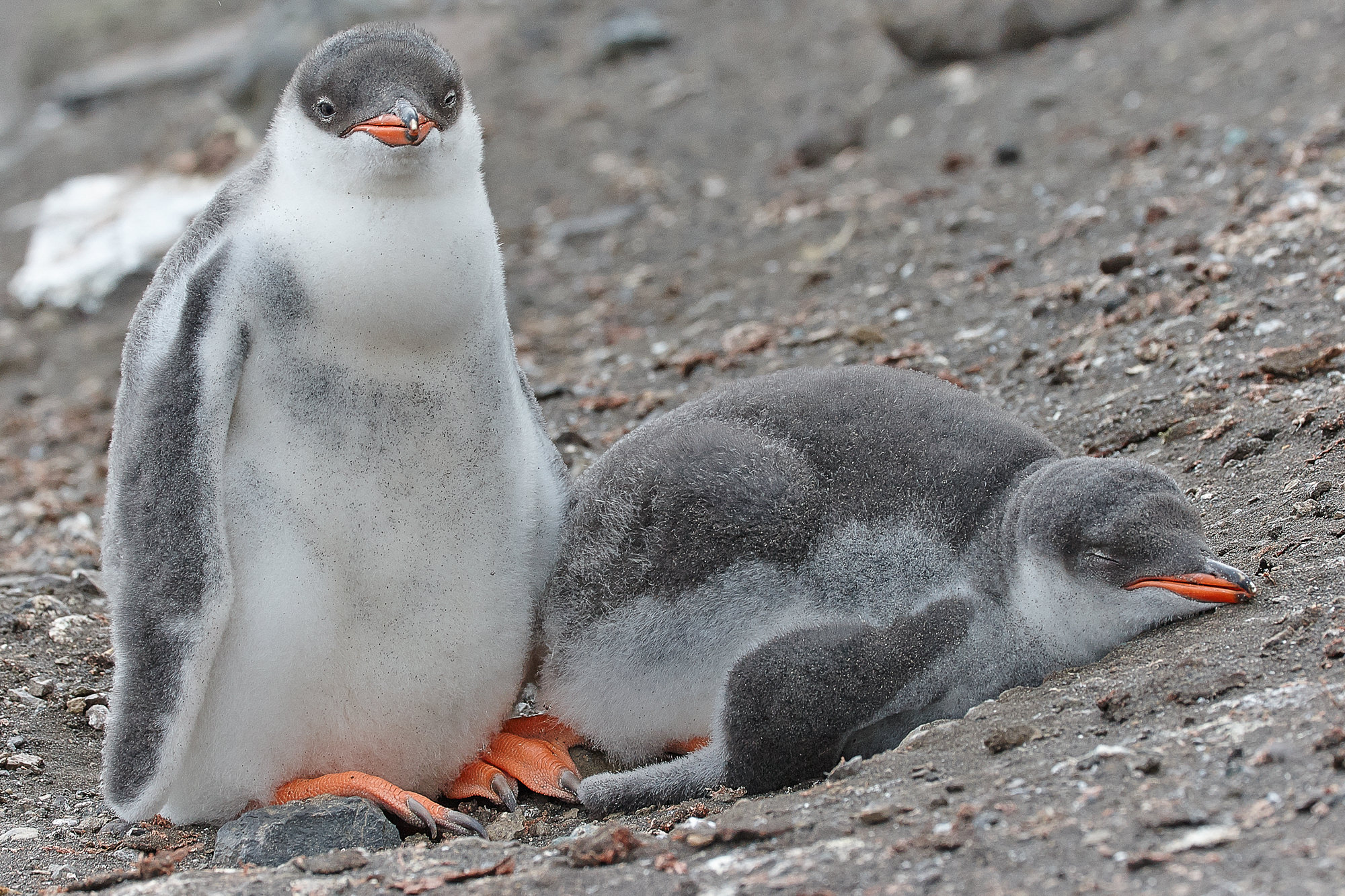 Eselspinguin mit Küken